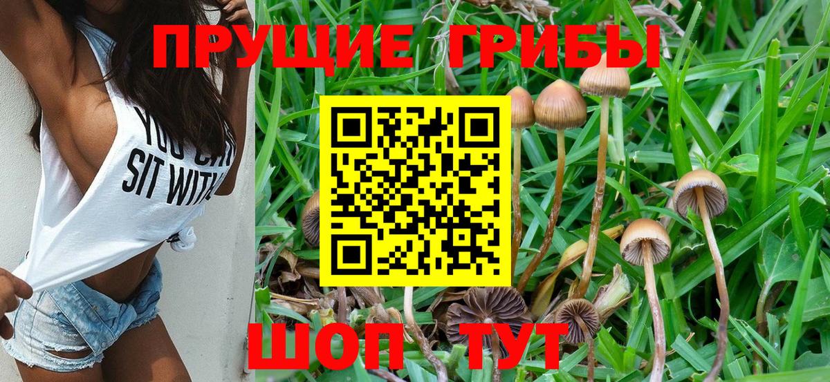 Строитель  Псилоцибиновые грибы прущие грибы  Вход с VPN 